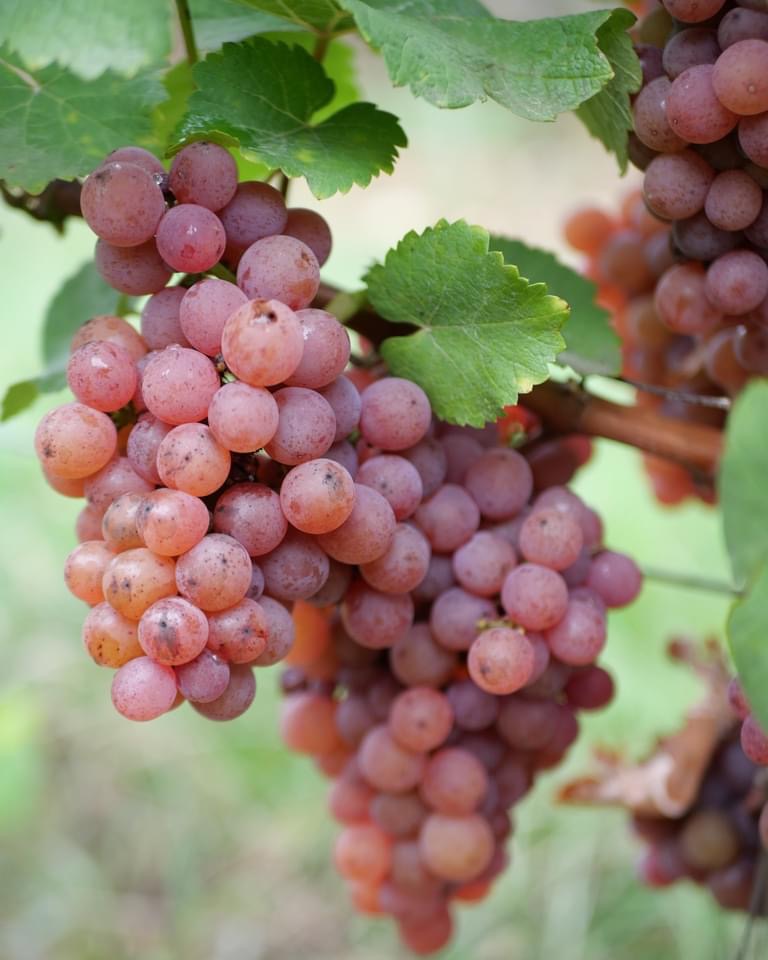 Remontons aux racines épicées du Gewurztraminer et découvrons la fascinante histoire de cet emblématique cépage qui a trouvé en Alsace sa plus belle expression.