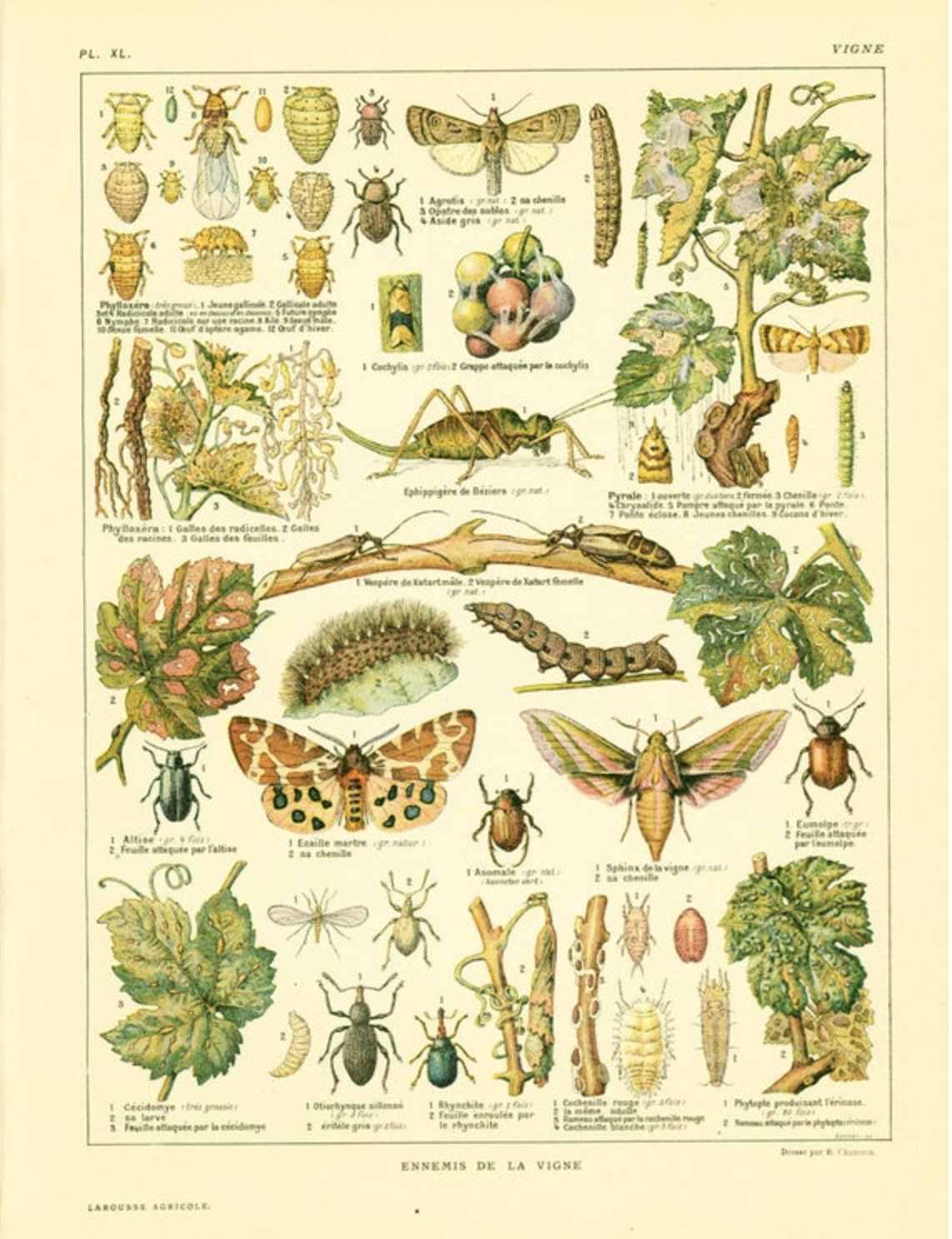 Les ennemis de la vigne, Larousse Agricole 