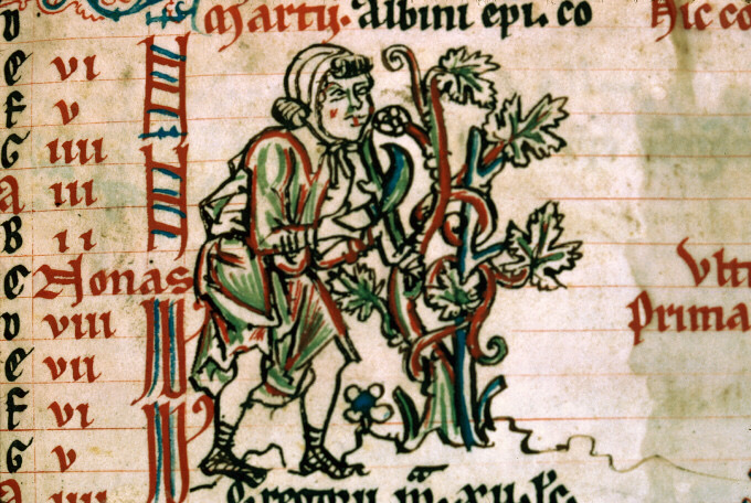 Taille de la vigne - psautier cistercien dit de Bonmont, vers 1260. L'influence des moines cisterciens dans l'introduction du Pinot dans toute l'Europe est souvent évoqué.