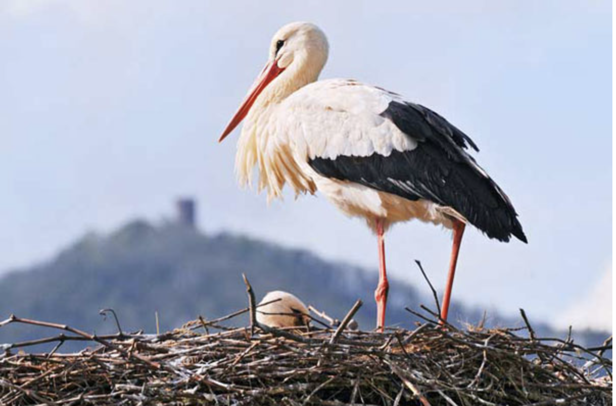 La cigogne blanche règne sur les toits alsaciens