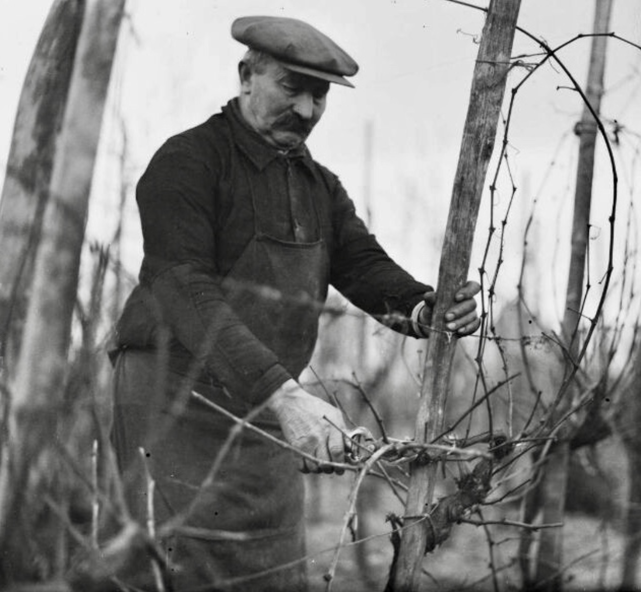 Le 2 Février :  jour-clé de la fécondité de la vigne