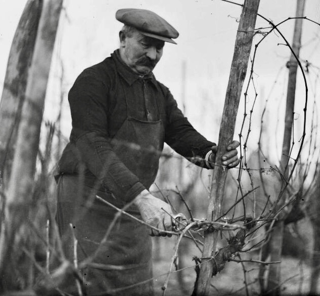 La taille de la vigne, photographie Lucien BLUMER (1871-1947), Fonds Blumer, Archives de la ville de Strasbourg et de l'Eurométropole 