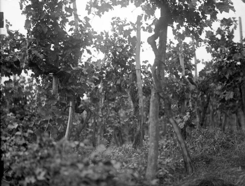  Vignes en Alsace ( vers 1910) Fonds BLUMER - Archives de la Ville et de l'Eurométropole de Strasbourg 