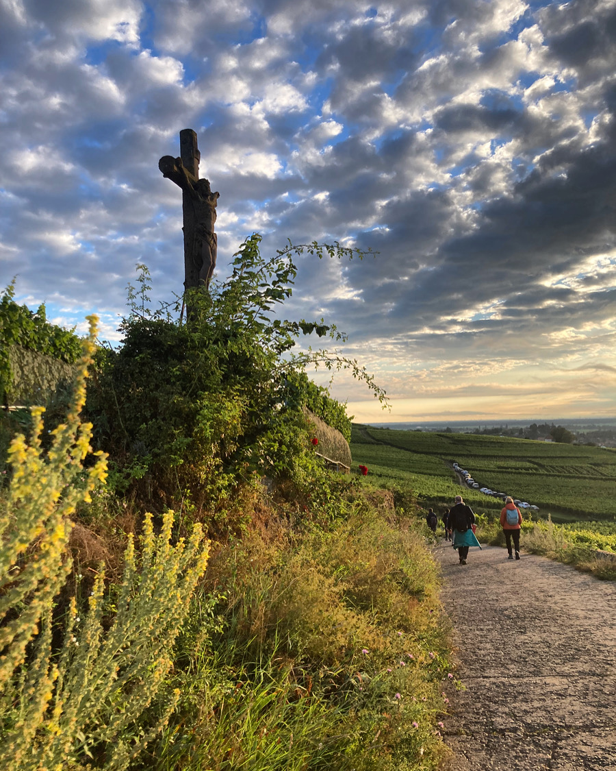 Sur les hauteurs de Rouffach, au coeur du Grand Cru Vorbourg