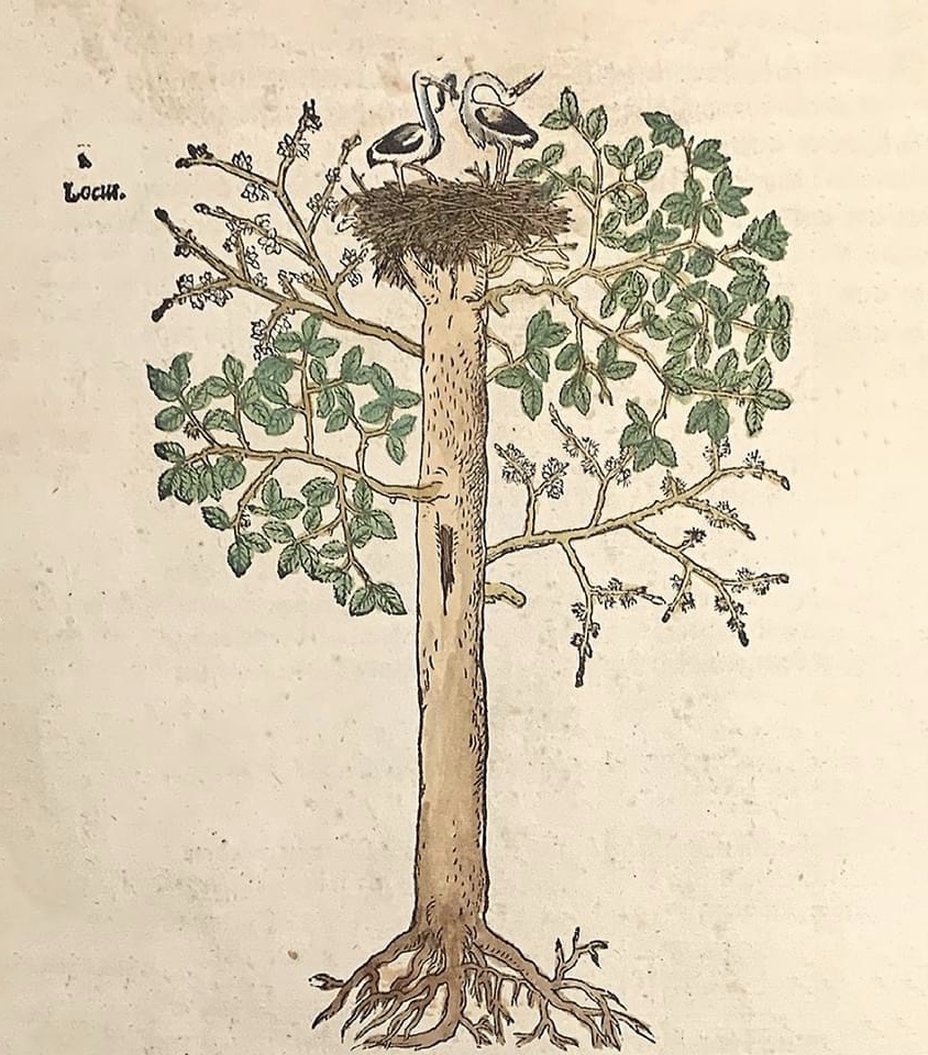 Jérôme Bock (Hieronymus Bock) a publié le "New Kreütter Büch" à Strasbourg en 1539. Si la première édition n'est pas illustrée, les suivantes le sont. Cette gravure sur bois paraît en 1565 et représente un nid de cigognes au sommet d'un orme.