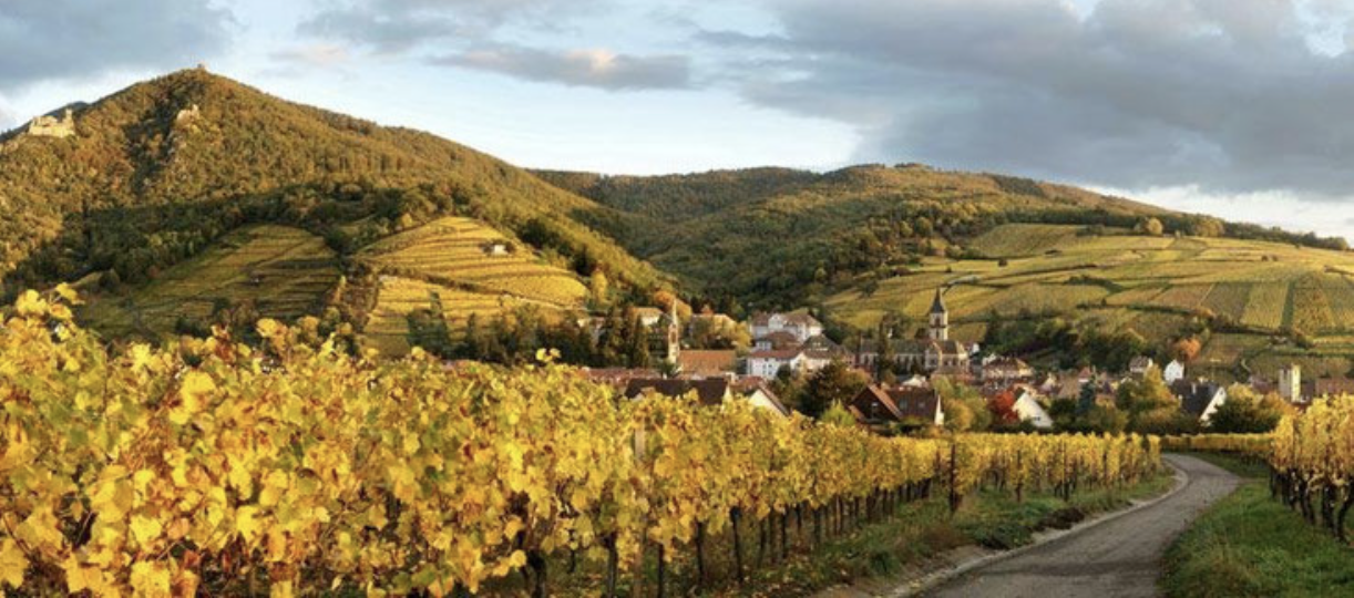 Les Grands Terroirs Alsaciens | Osterberg, Geisberg et Kirchberg à Ribeauvillé