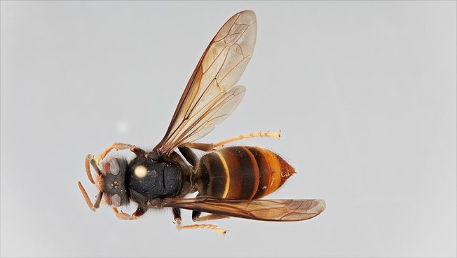 Asiatische Hornisse, Universität Hamburg, Bienenzuchtverein Merkstein