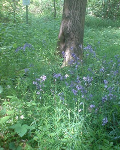 Hasenglöckchen Hyacinthoides non-scripta; seltene Pflanze der Bördenlandschaft (Rurtal bei Barmen/Jülich); Bienen