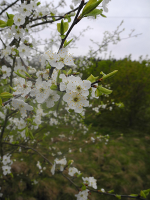 Abb. links: Kirschpflaume – Prunus cerasifera, blüht manchmal schon Anfang März, meist später, noch vor der Schlehe und deutlich vor der Vogelkirsche – Prunus avium