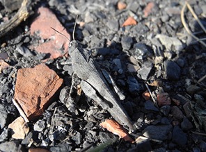 Blauflüglige Ödlandschrecke - Oedipoda caerulescens (Bergehalde Wilsberg/ Herzogenrath)