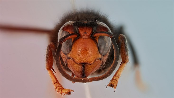 Asiatische Hornisse, Universität Hamburg, Bienenzuchtverein Merkstein