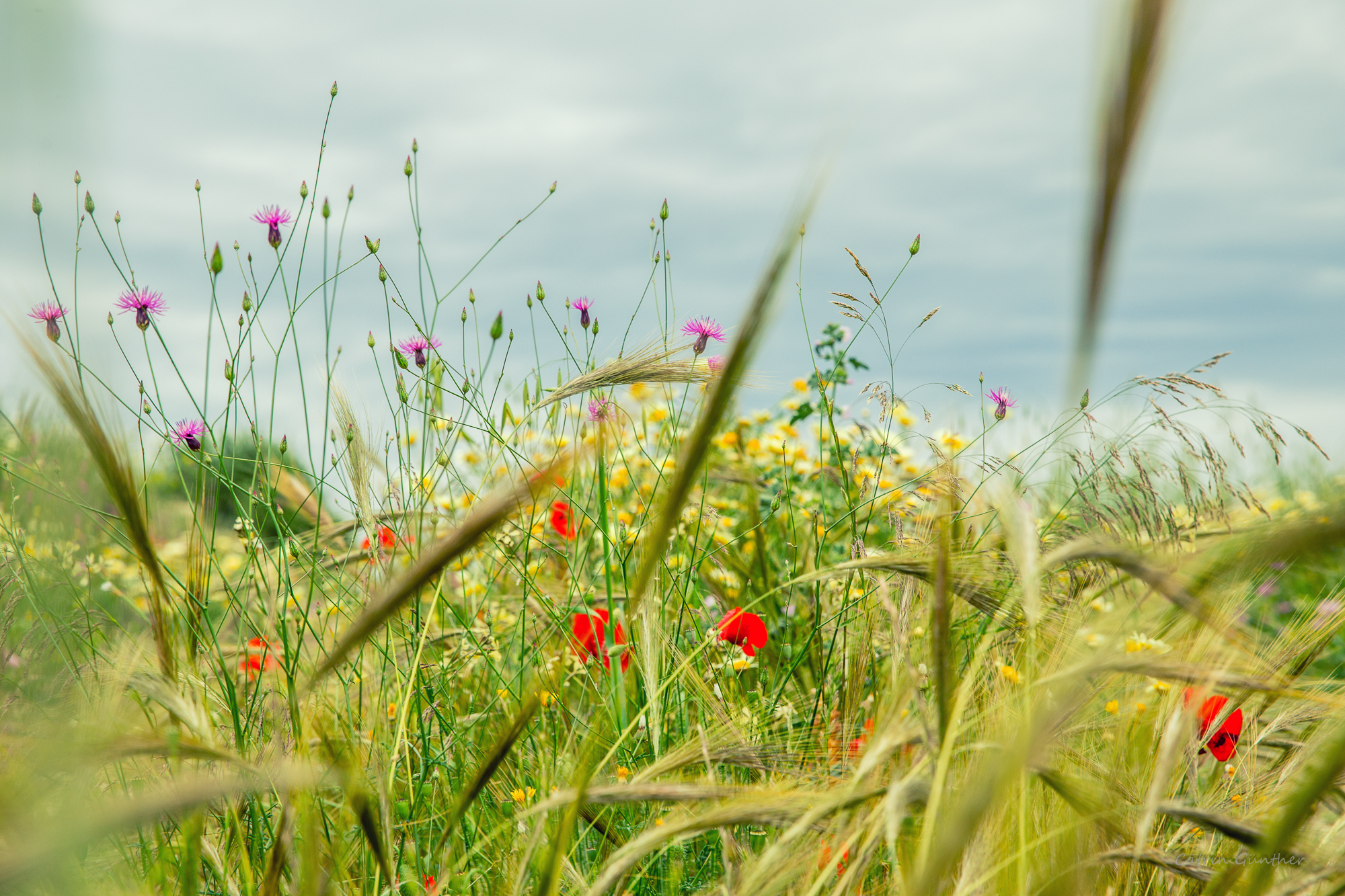 flower-meadow