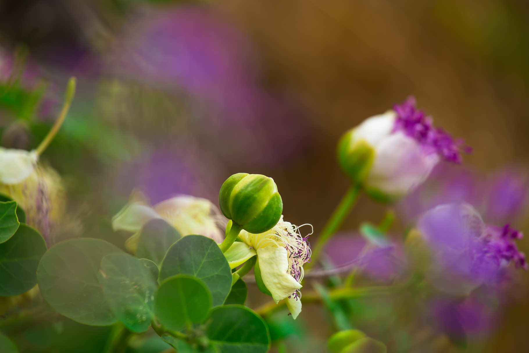 caper blossoms