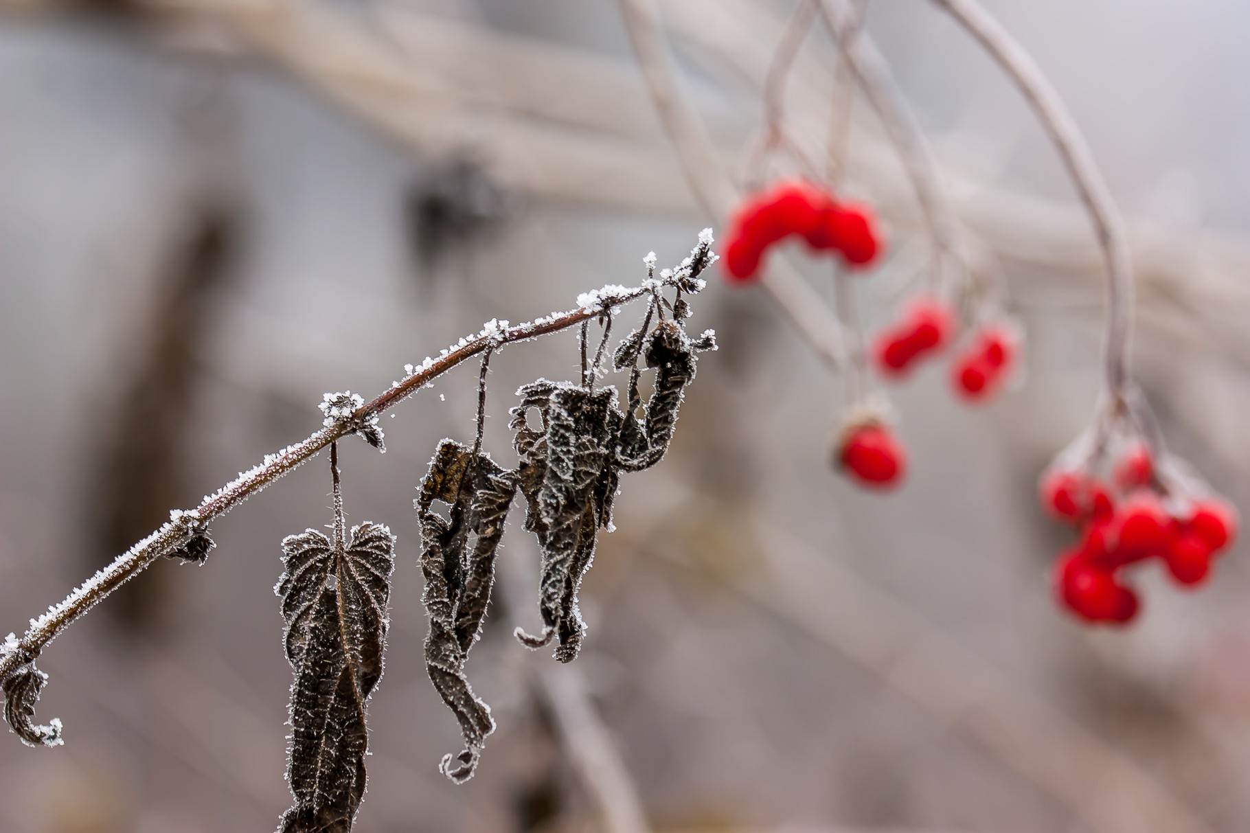 frozen leaves