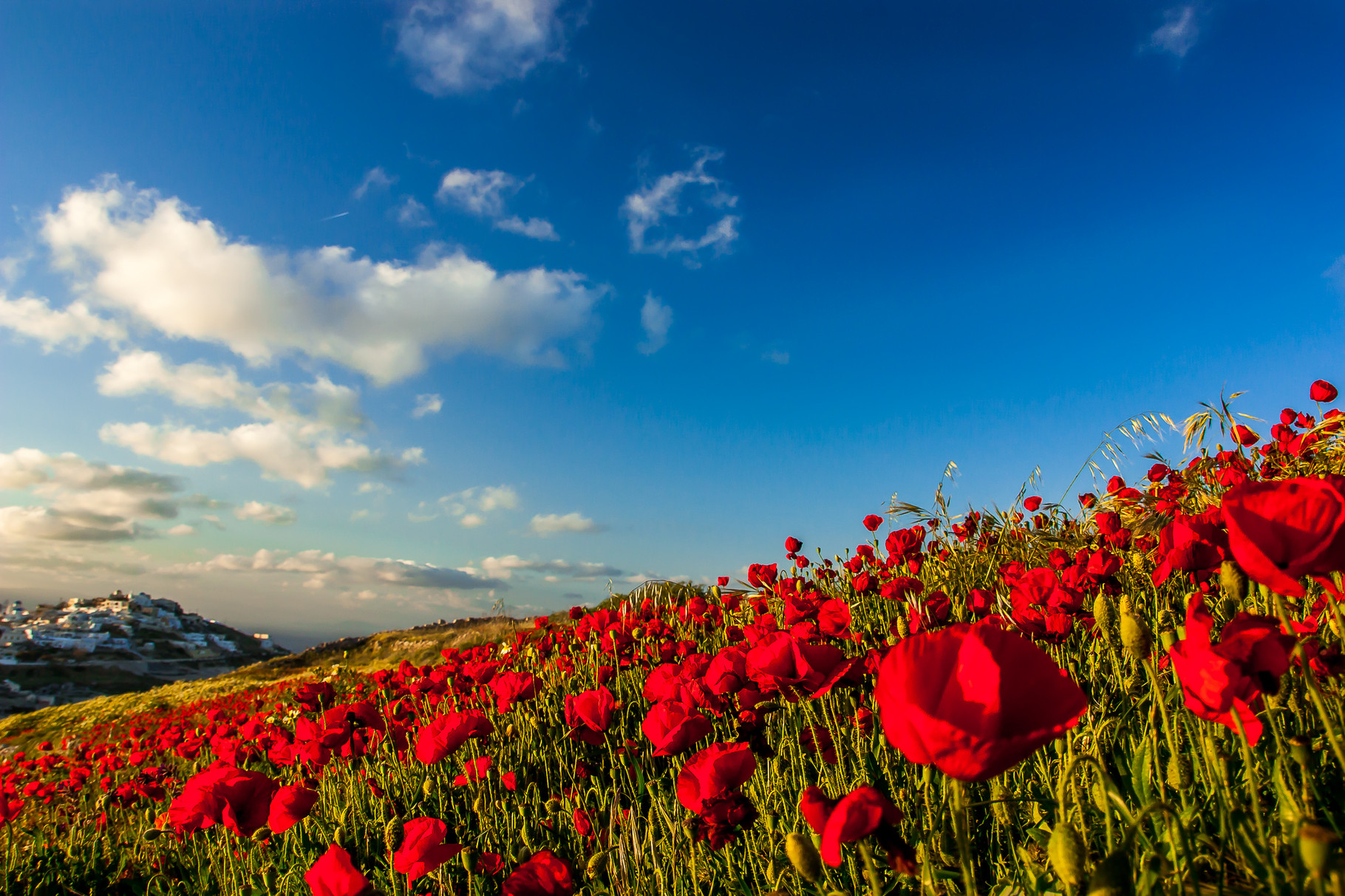 red poppy field