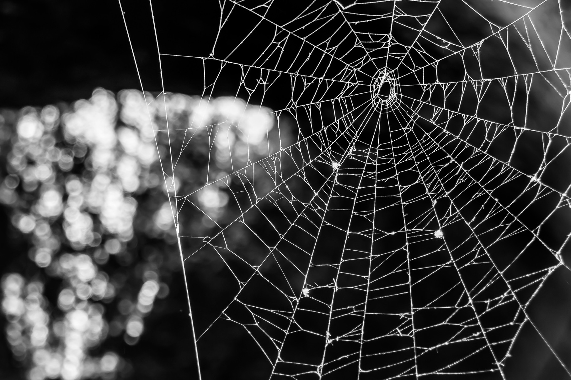 spiderweb in black and white