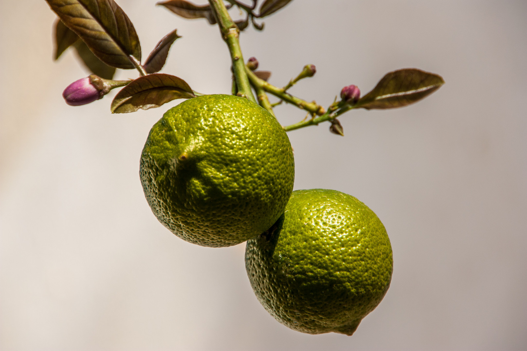 two lemons