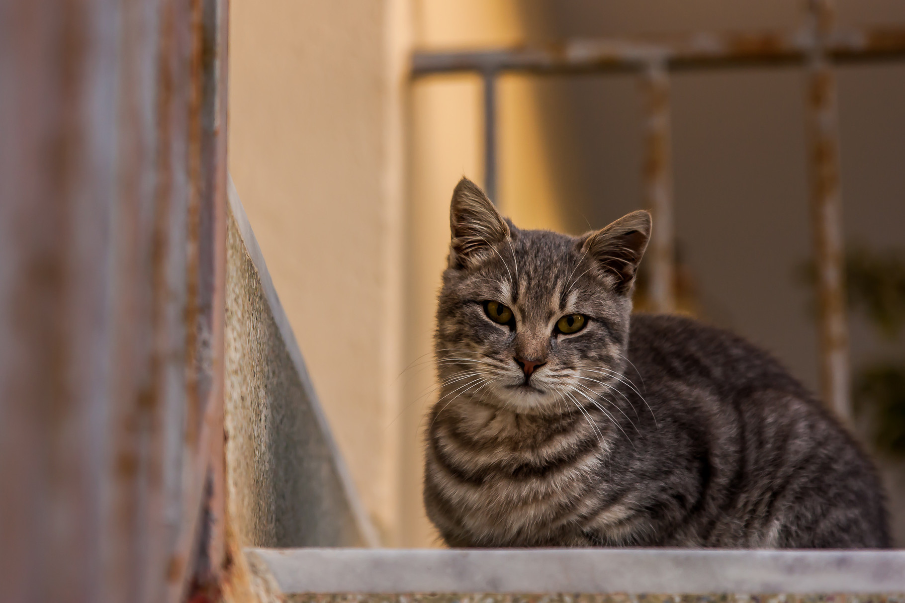 Santorinian cat