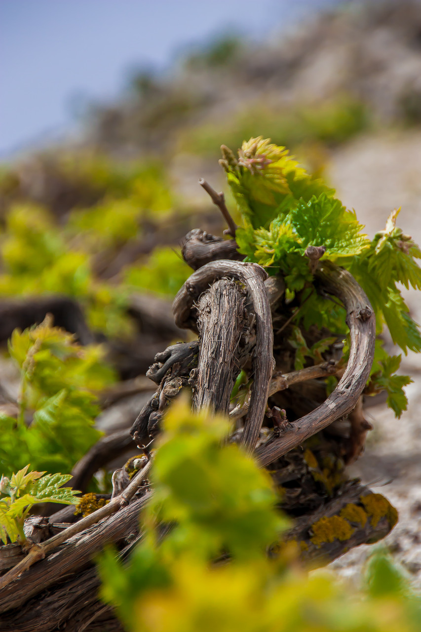  vine, Santorini