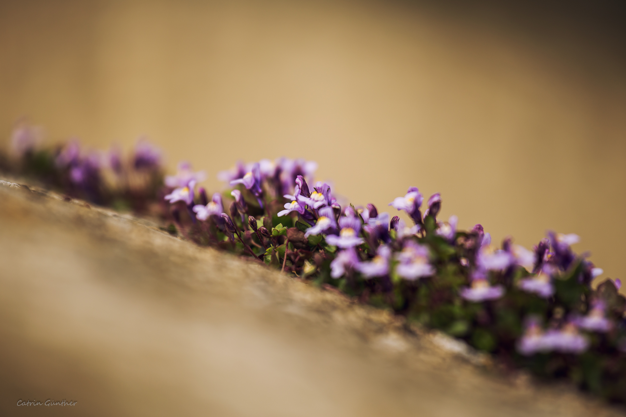 violet and blur