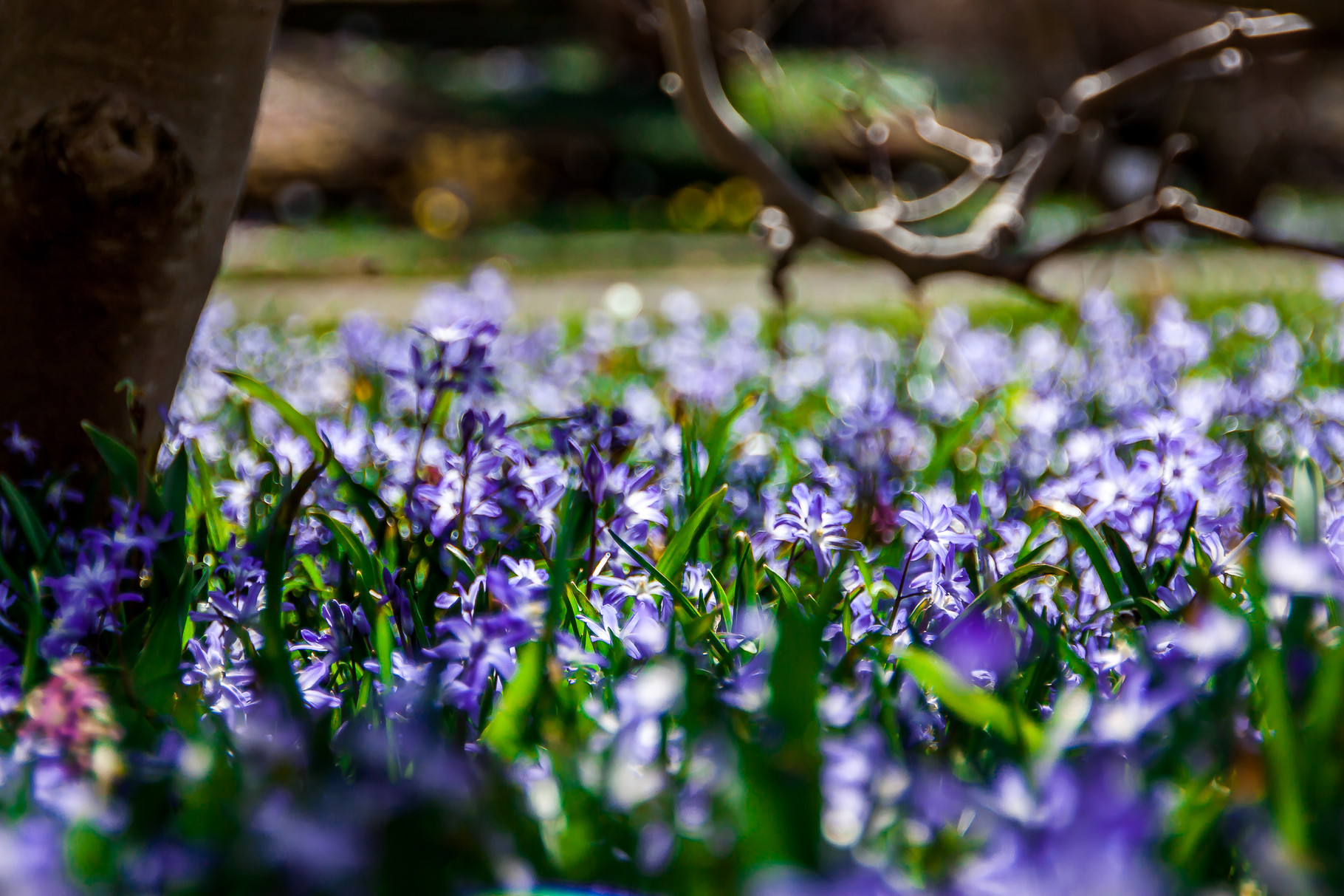 flowerfield