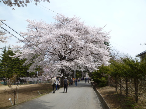満開の桜並木を散策