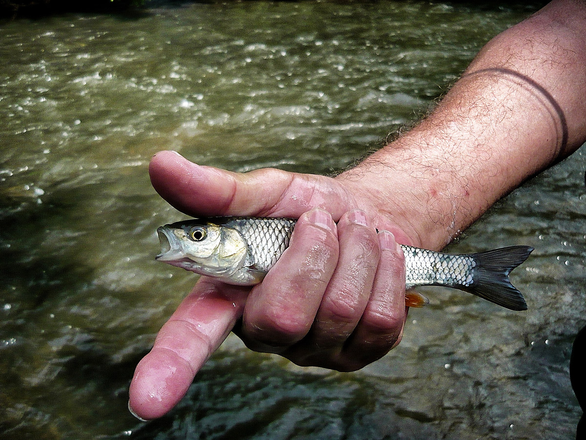 Schonender Umgang mit Fischen