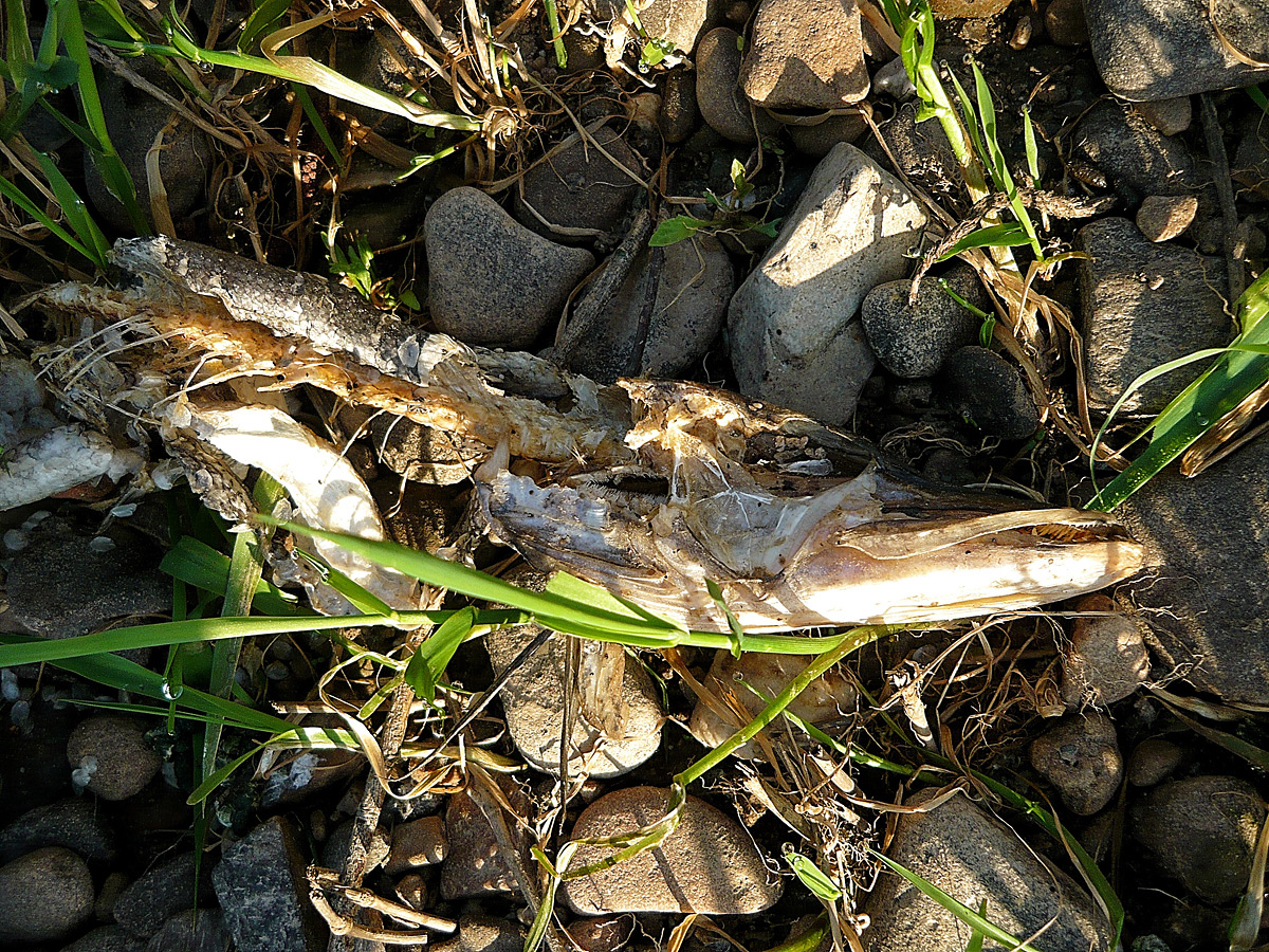 Als Fliegenfischer die Natur erleben ...