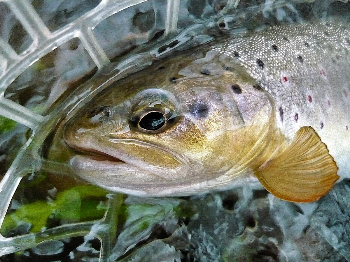 Einfach Fliegenfischen lernen ...  