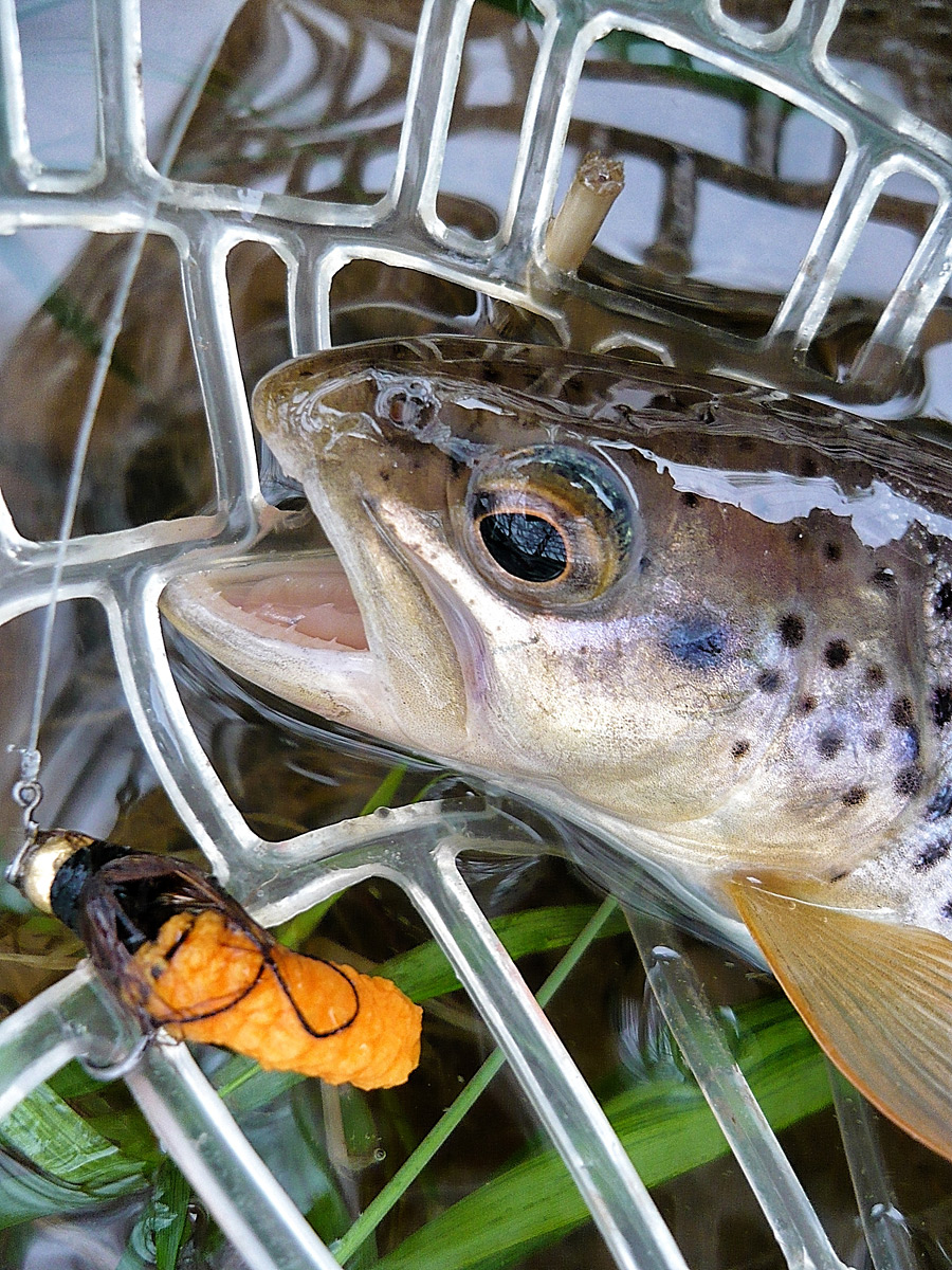 Einfach Fliegenfischen lernen ... 