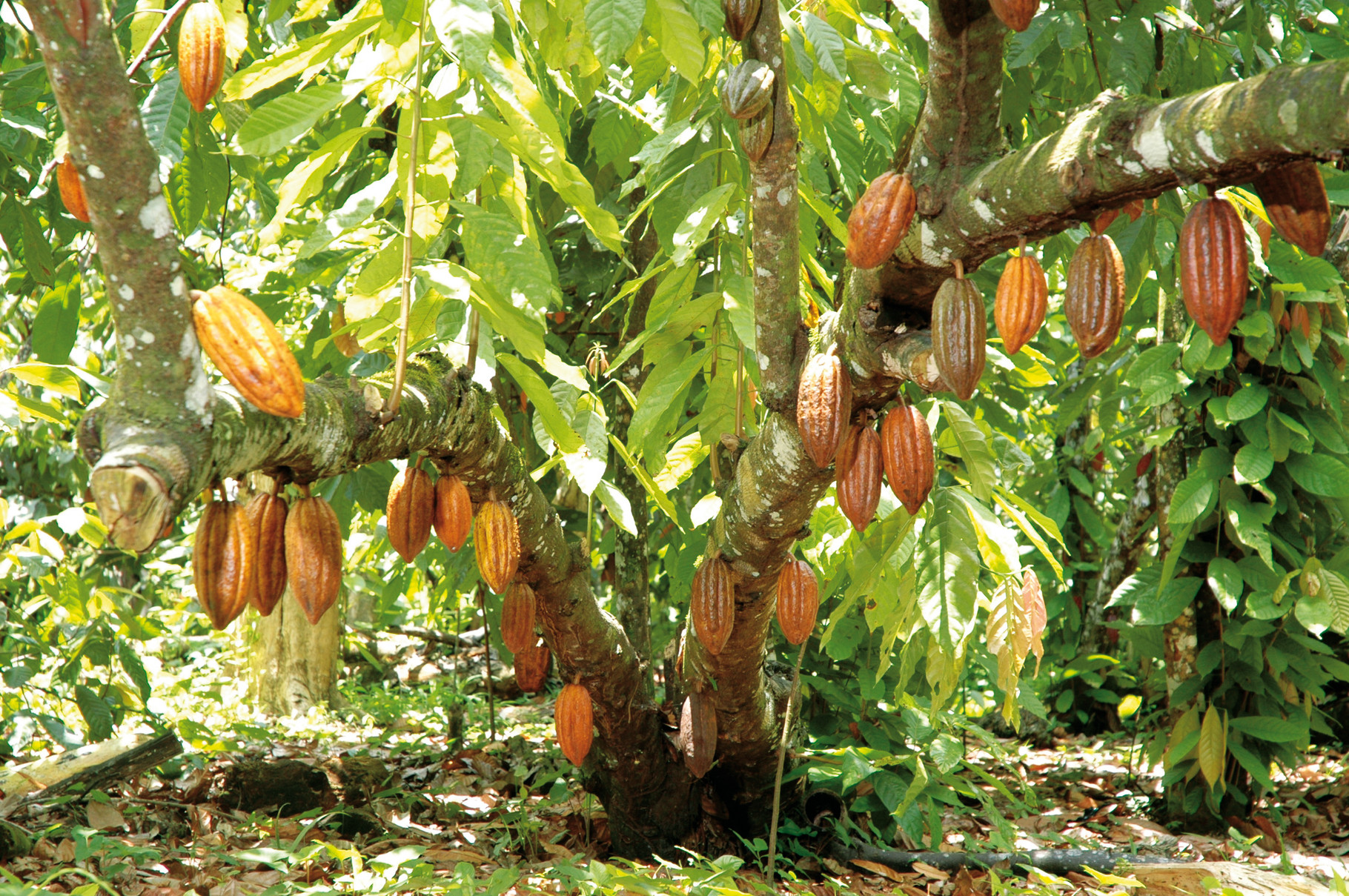 Какао бобы какое дерево. Шоколадное дерево теоброма какао. Шоколадное дерево какао. Какао бобы какое дерево. Какао баракоа.