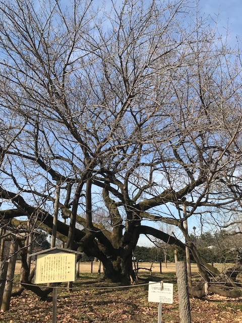 at 都立小金井公園(西東京市エリア)
