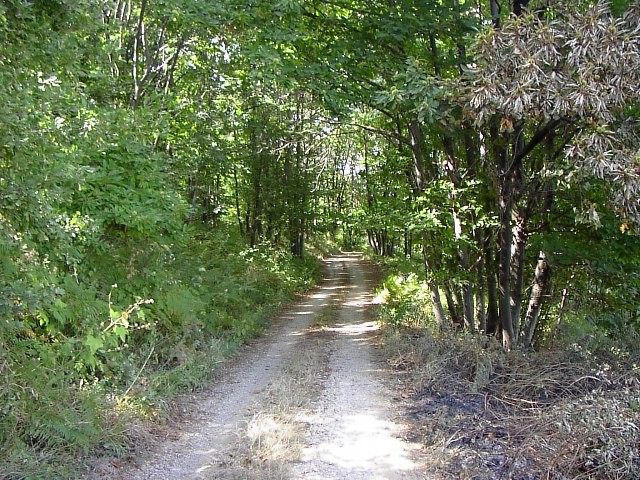 Sentiero avvolto dal boschetto detto "Staglio"