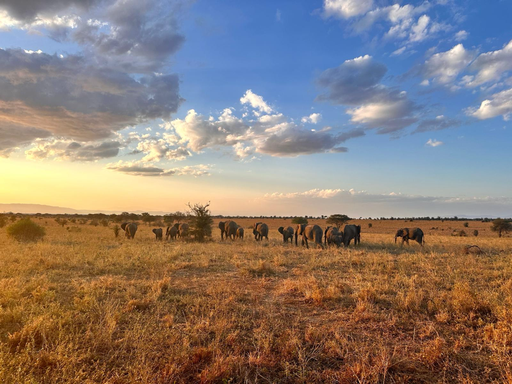 Tarangire Nationalpark