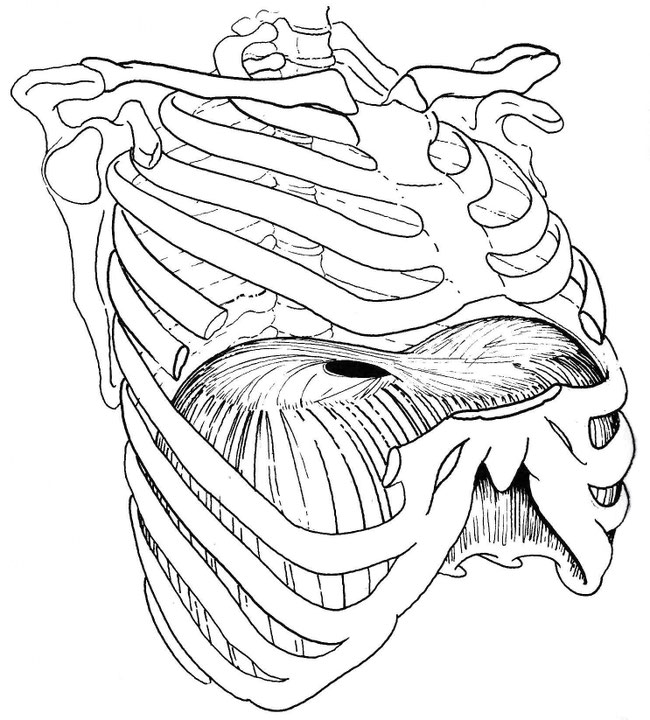 Article II : Respiration et diaphragme