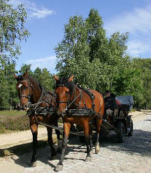 Bild: Kutschfahrten vom Garbers-Hof in dieLüneburger Heide