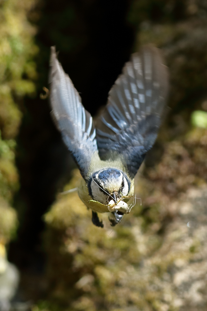 Das Nest muss sauber bleiben - Blaumeise beim Entsorgungsflug
