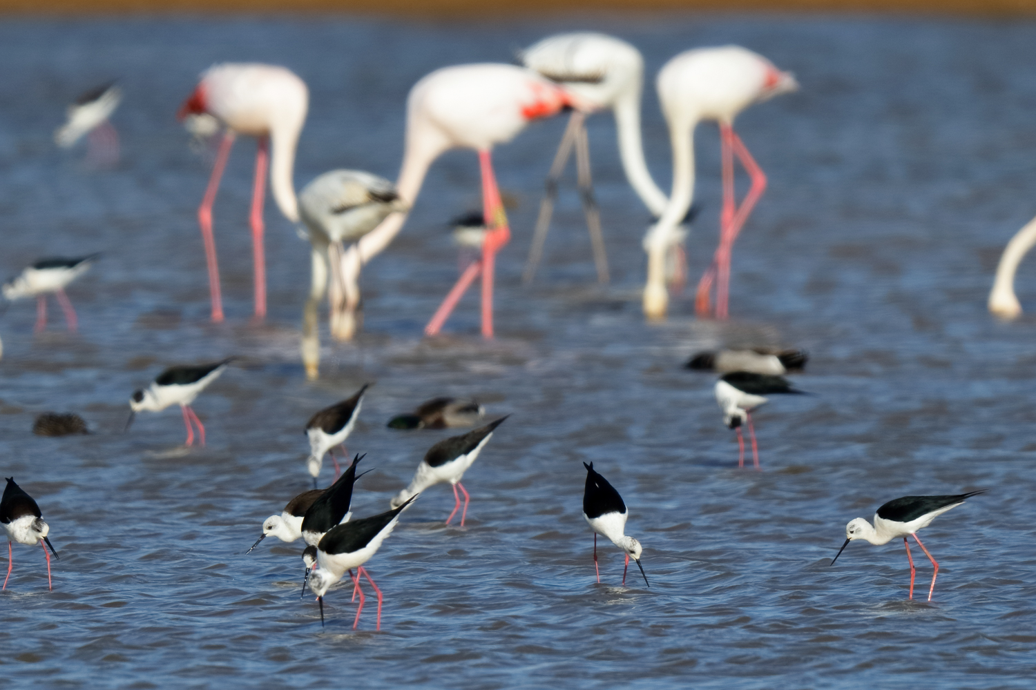 Gruppe Stelzenläufer vor Gruppe rosa Flamingos