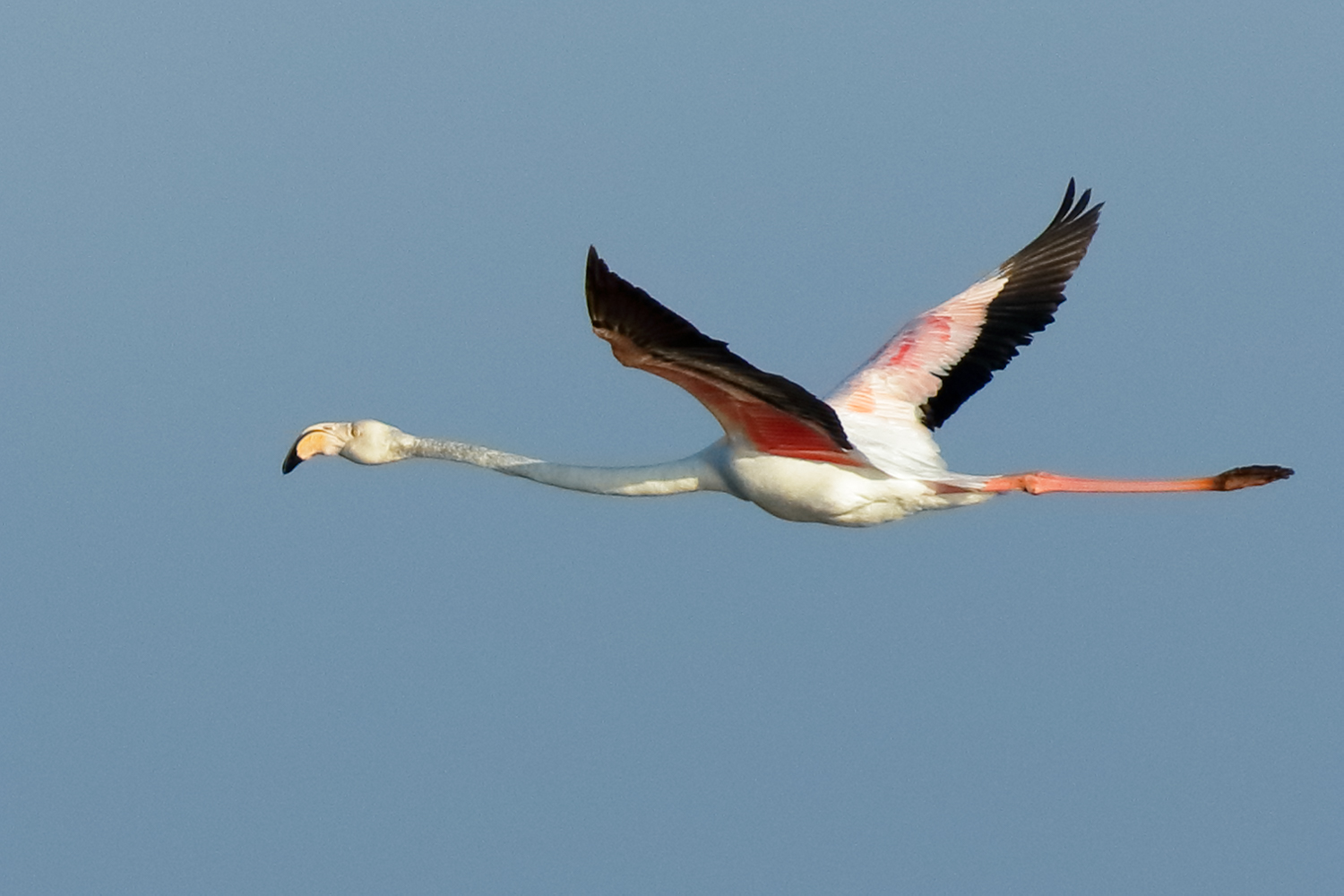 Rosa Flamingo im Flug (#100129)