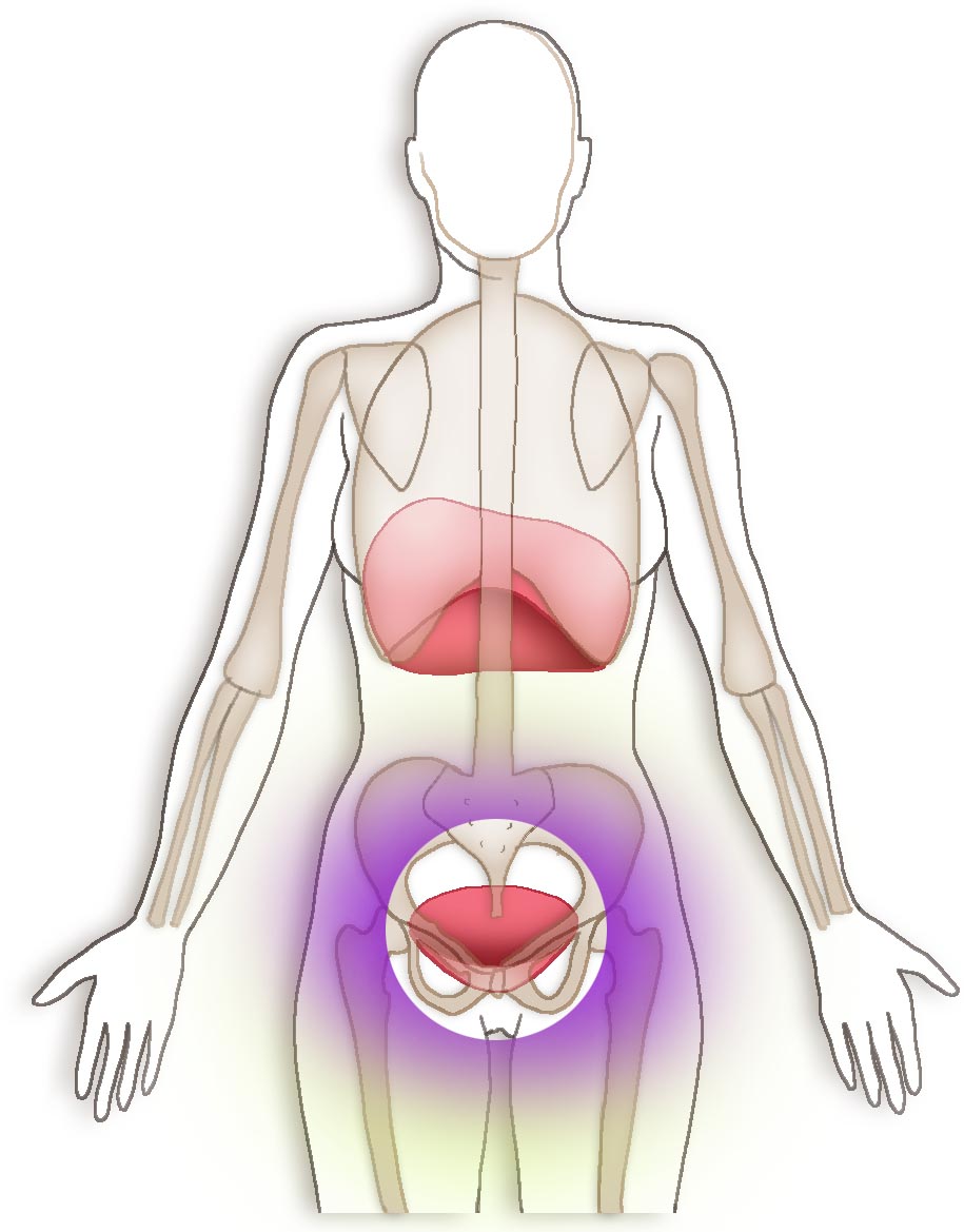 Périnée, mon intime inconnu