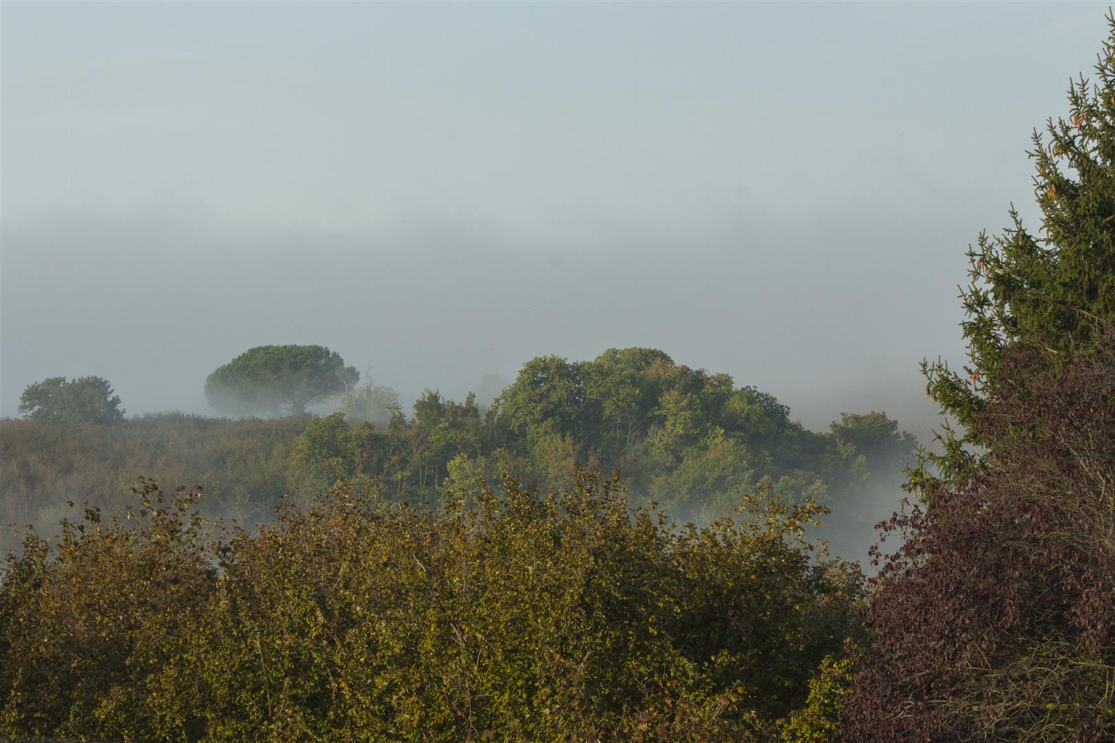 Nebbiolina mattutina