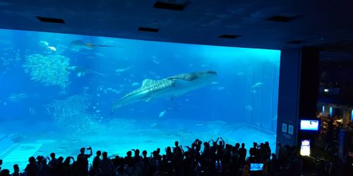 美ら海水族館　沖縄（関東工場）