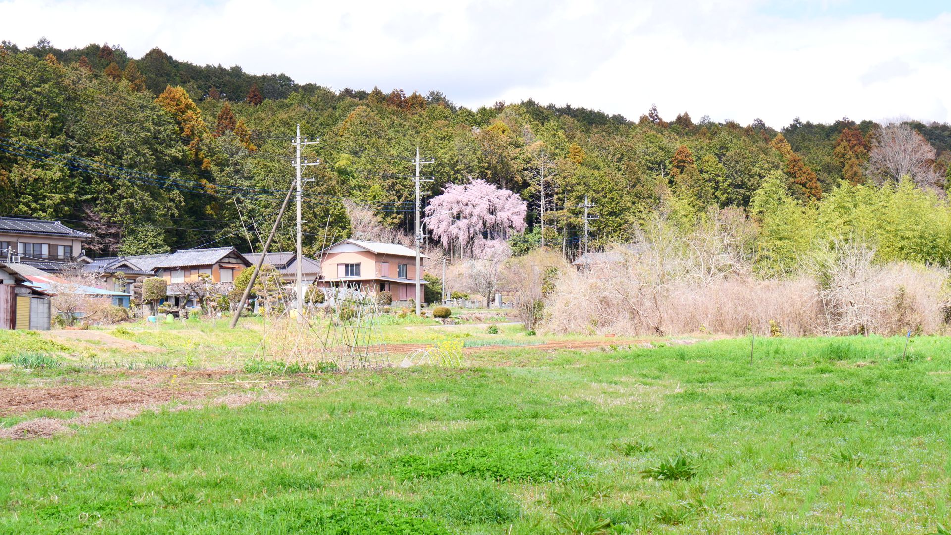 遠くから見ても、田黒日枝神社の枝垂れ桜の存在感は圧倒的でした