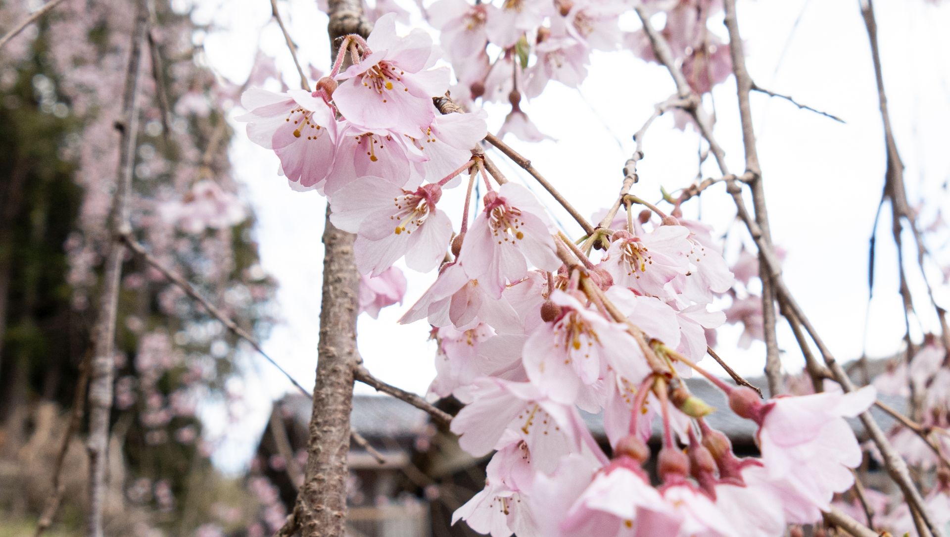 枝垂れ桜は、少し白っぽいです