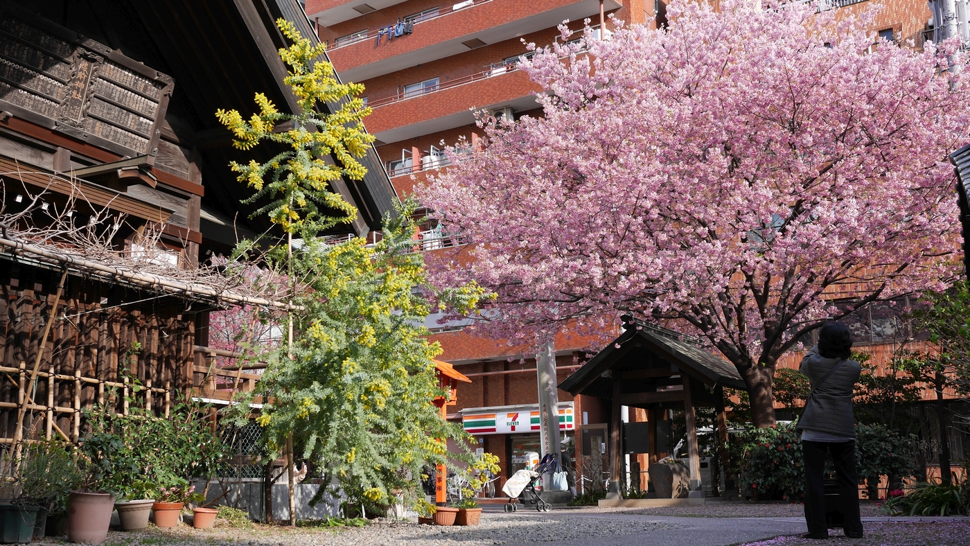 神社裏門側から撮影したもの。