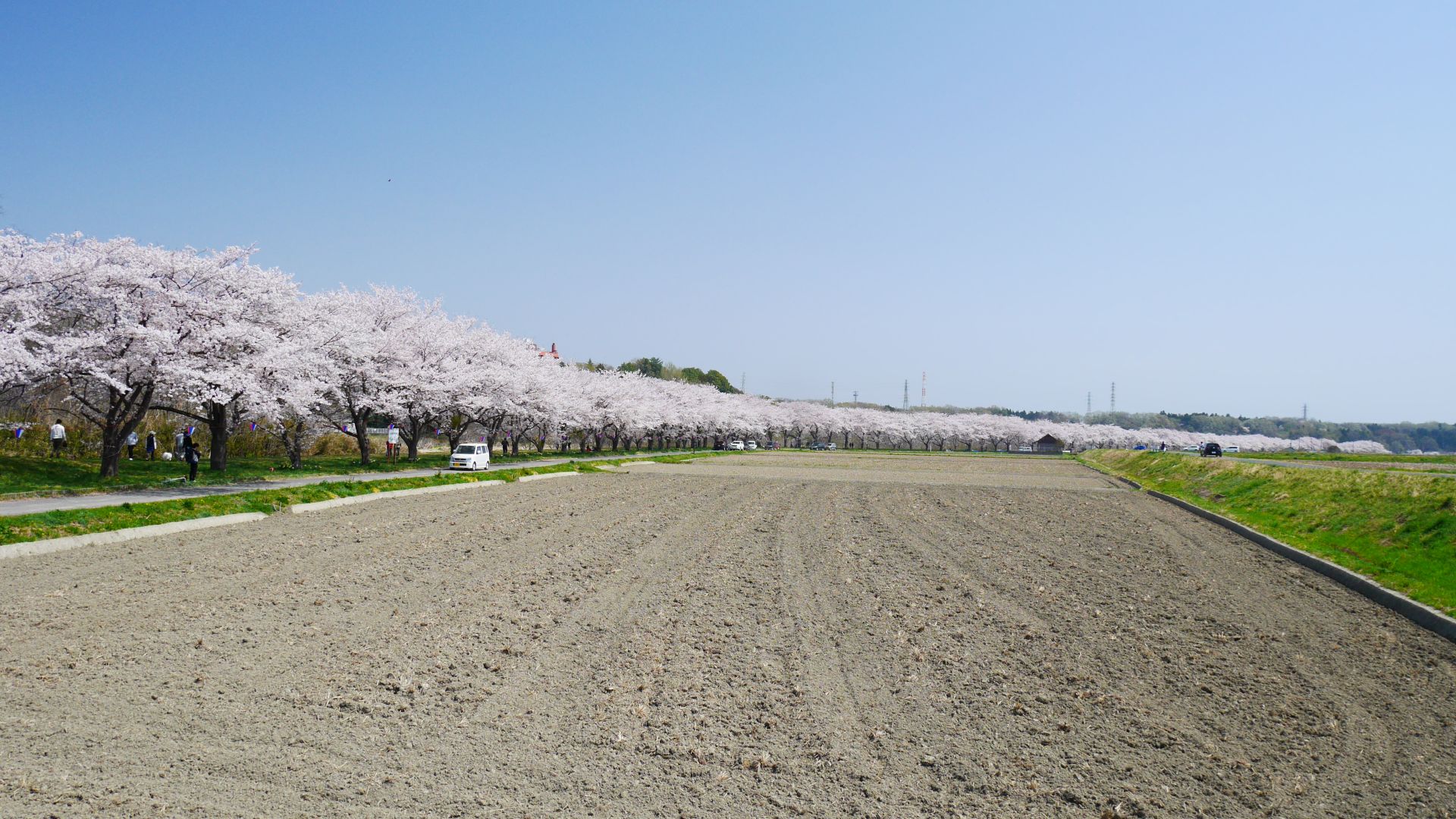 2018年に撮影した都幾川桜堤の写真。ちょうど都幾川が半円状に流れている場所でもあり、一望できるのも魅力です。