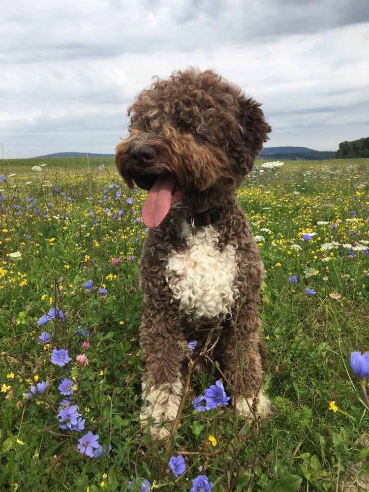 Home Truffelhund Deckrude Lagotto Romagnolo