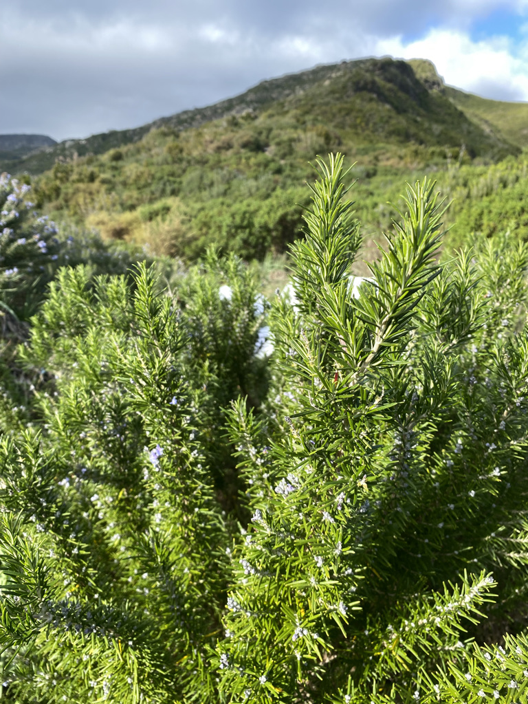 PLANTES AROMATIQUES... 1ères récoltes !