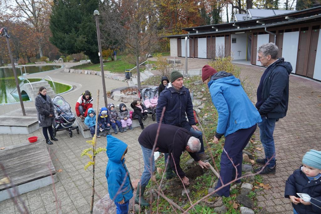 Das Setzloch für den Speierling entsteht...
