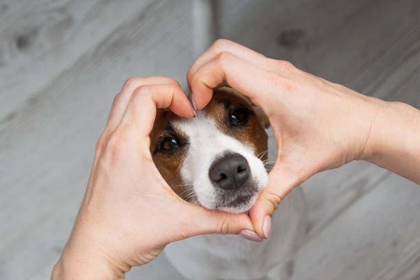 Raumverwaltung & Körpersprachliches Arbeiten mit Hund?